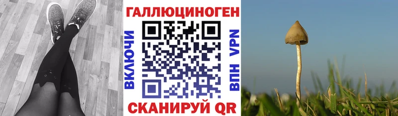магазин    Десногорск  Галлюциногенные грибы Psilocybe 